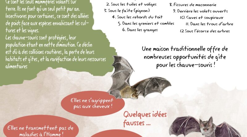 Inventaire des chauve-souris, participez !